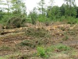 2022-05-20 - Tornado beim Sturmtief Emmelinde Solling - Steinlade bis Gehren (77)